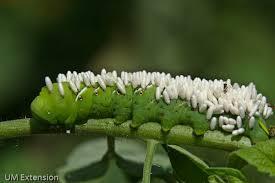 host They are invariably lethal to the host parasitoids