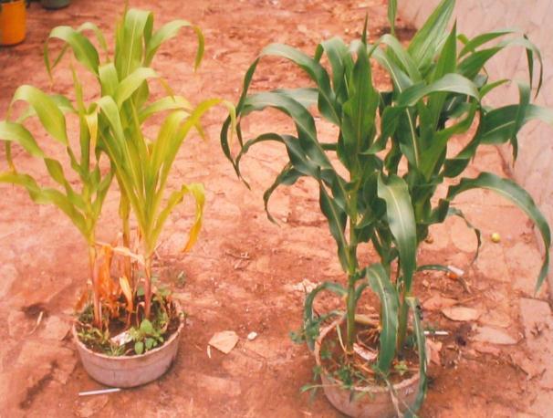Maize plants are hungry feeders and like a lot of nitrogen The application of a 3:1 mix of water and urine, once or twice or even three times a week on maize grown in 10 litre containers is