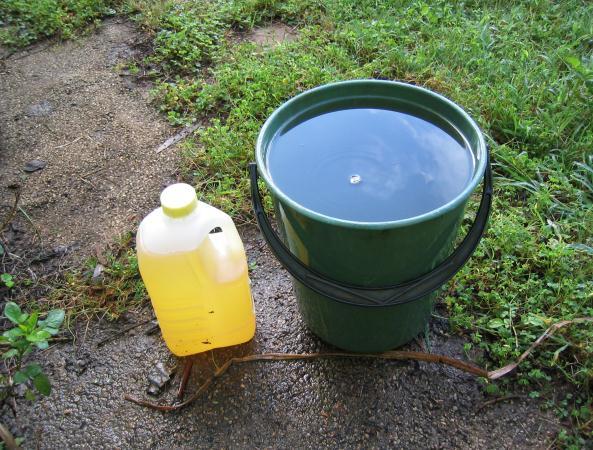 Supply of urine (in 2 litre plastic bottles).