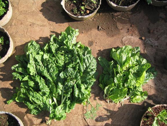 Left: The total collected harvest of urine treated spinach on the left and water treated spinach on the right after 28 days of urine treatment (3:1, twice per week).