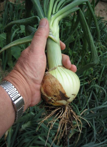 Some very good looking onion can be grown in cement basins with the help of a water/urine feed. Here two prize specimens!