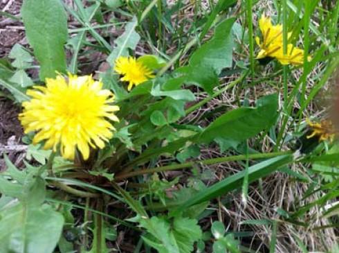 Spring Weed Control In Your Lawn by Andrew Rideout Thick, lush lawns are beautiful, but weed pressures are sure to emerge this spring.