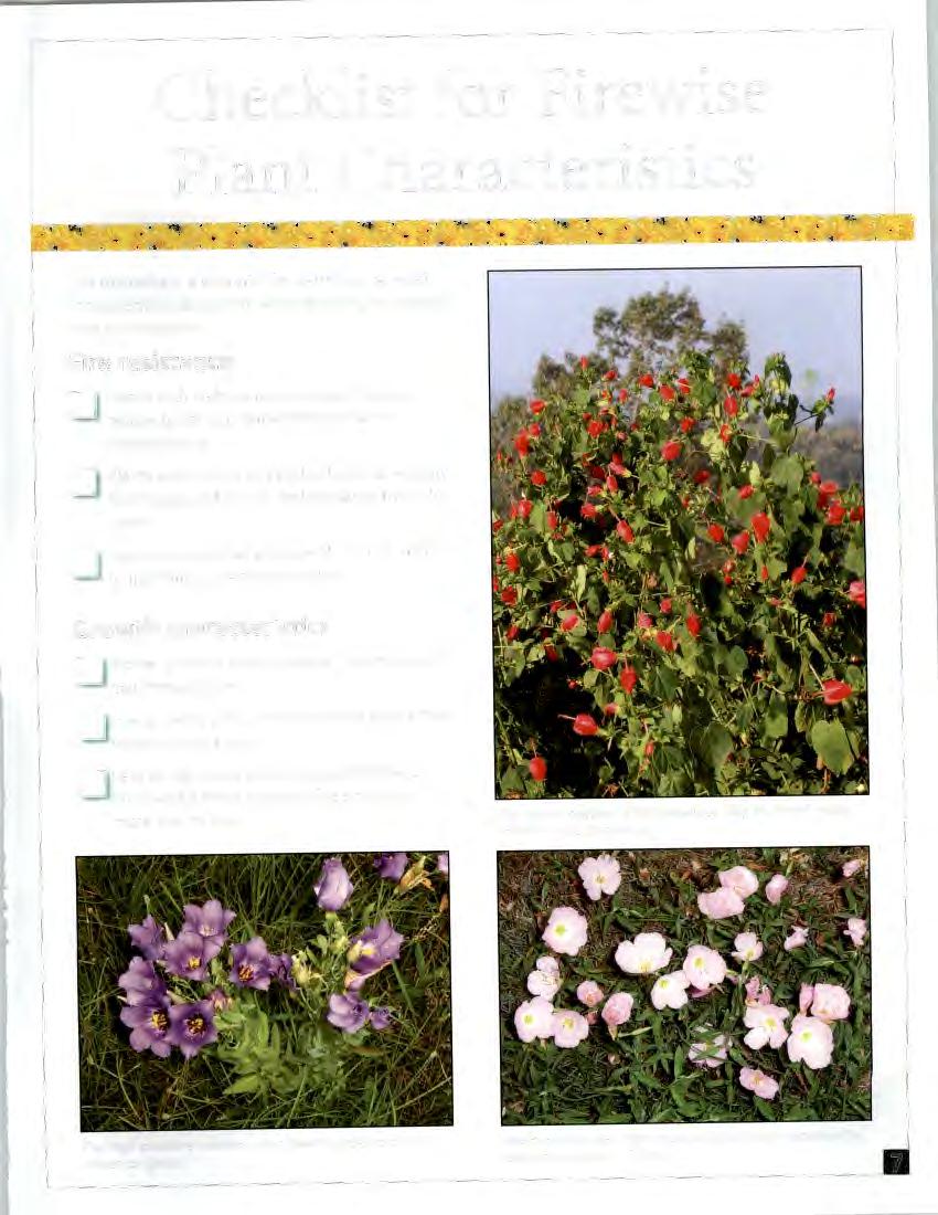 Checklist for Firewise Plant Characteristics The following is a checklist for determining what characteristics to look for when planting a Firewise yard or