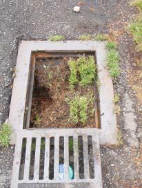 In the City of Puyallup, stormwater runoff does not enter a sewer-type treatment plant to be cleaned before it enters Puget Sound.