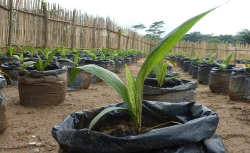 10.0 HOW TO START YOUR MAIN NURSERY After you have been taking care of the young seedlings for about three months in the pre-nursery it is time to transplant your seedlings from the pre-nursery to
