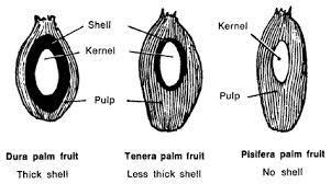 2.0 INTRODUCTION TO OIL PALM Tenera and Dura Varieties Oil palm is one of the major tree crops in Liberia with many economic benefits. Oil palm grows in all parts of Liberia.