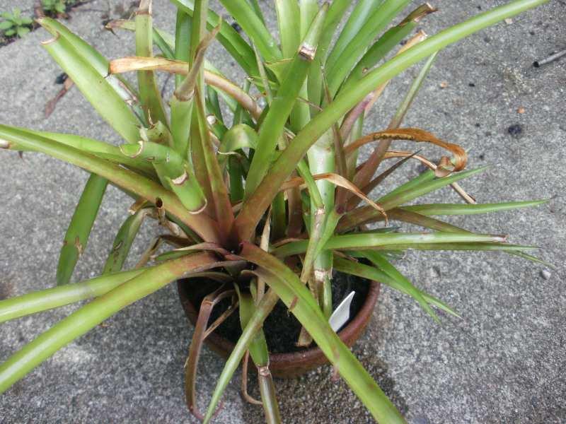 Reclaiming a battered plant: I had two small pots of Aechmea 'Suenos' which had suffered through several periods of drought and looked pretty wretched.