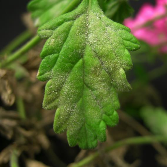 The Latest on Greenhouse Disease Control Mary K.