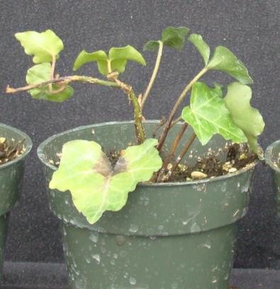 nicotianae can infect snapdragon, fuchsia, verbena, vinca, African violet, and dusty miller to name a few. P. drechsleri may infect poinsettias, million bells/calibrachoa, and pansies.