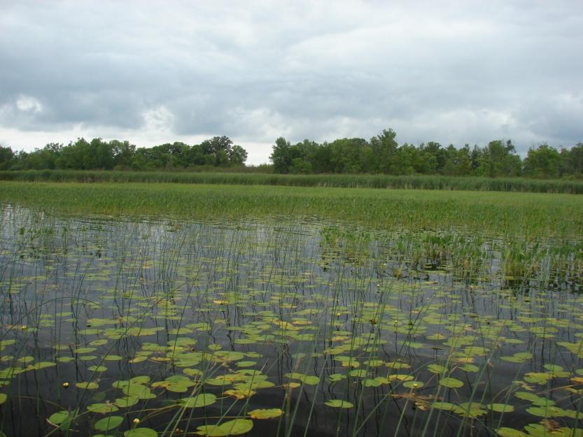 Aquatic Vegetation of Borden Lake July,