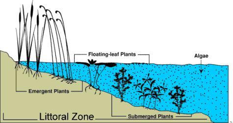 Emergent plants are rooted in the lake bottom with most of their leaves and stems extending above the water surface.
