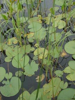 The plant begins growth underwater and then forms a floating-leaf stage before becoming fully emergent (Photo 2).