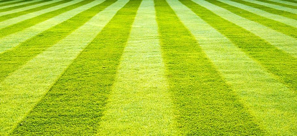 Use pesticides and fertilizers sparingly. Vegetate bare spots. Mow high and leave clippings on the lawn.