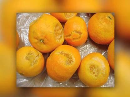 information Fungicides TBZ Thiabendazole SOPP Sodium ortho-phenylphenate Blue Mould Blue mould also infects fruit through wounds and injuries, just like green mould, but blue mould can spread from