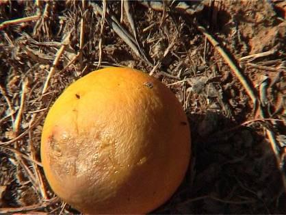 Sour Rot Sour rot is caused by a fungus that is present in the soil of all the citrus producing areas.
