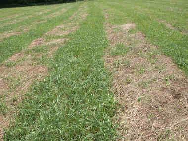 In an already stressed stand, compaction can cause rapid stand loss, reduced alfalfa vigor, and lead to weed invasion. Once in place, compaction exists until the next renovation/rotation cycle.