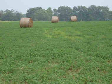 alfalfa stand affects whether annual grass or broadleaf weeds invade the stand or their proportions and causes a further decline in stand quality and longevity.