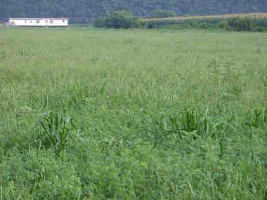 Photo 7. Annual grass encroachment in alfalfa field by mid-august is not uncommon (Photo by R. Taylor). First, what grasses can be a problem?