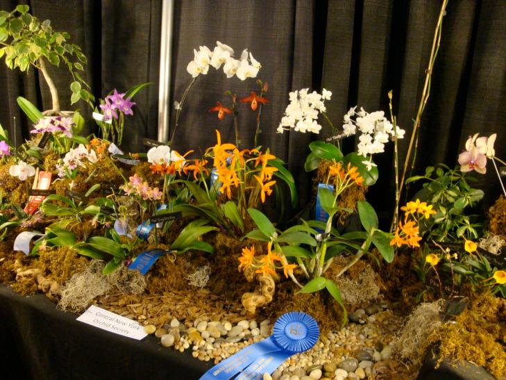 Best Orchid Society Exhibit of more than 15 plants.