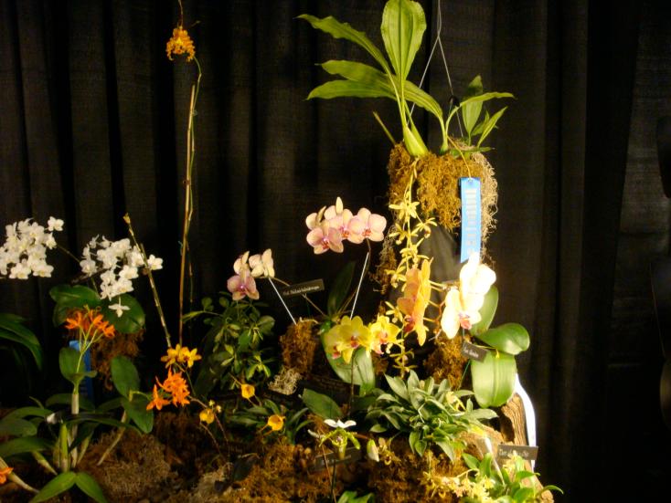 their plants or other awards: Iris Cohen Bct. Little Marmaid Janet AM/AOS-BM/JOGA Paph. spicerianum Onc.