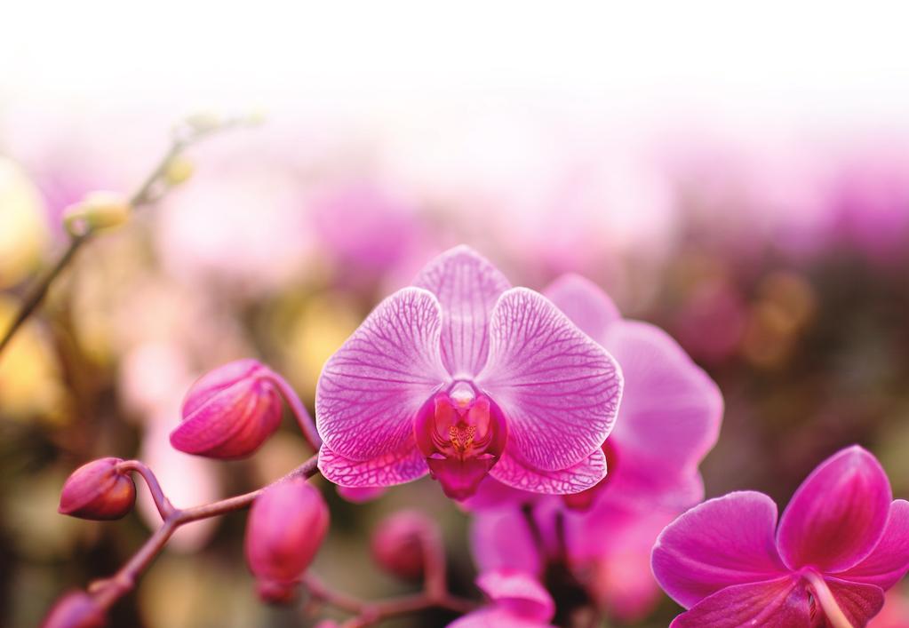 ORCHID 911 Orchids are beautiful, delicate looking plants that can brighten up anyone s day.