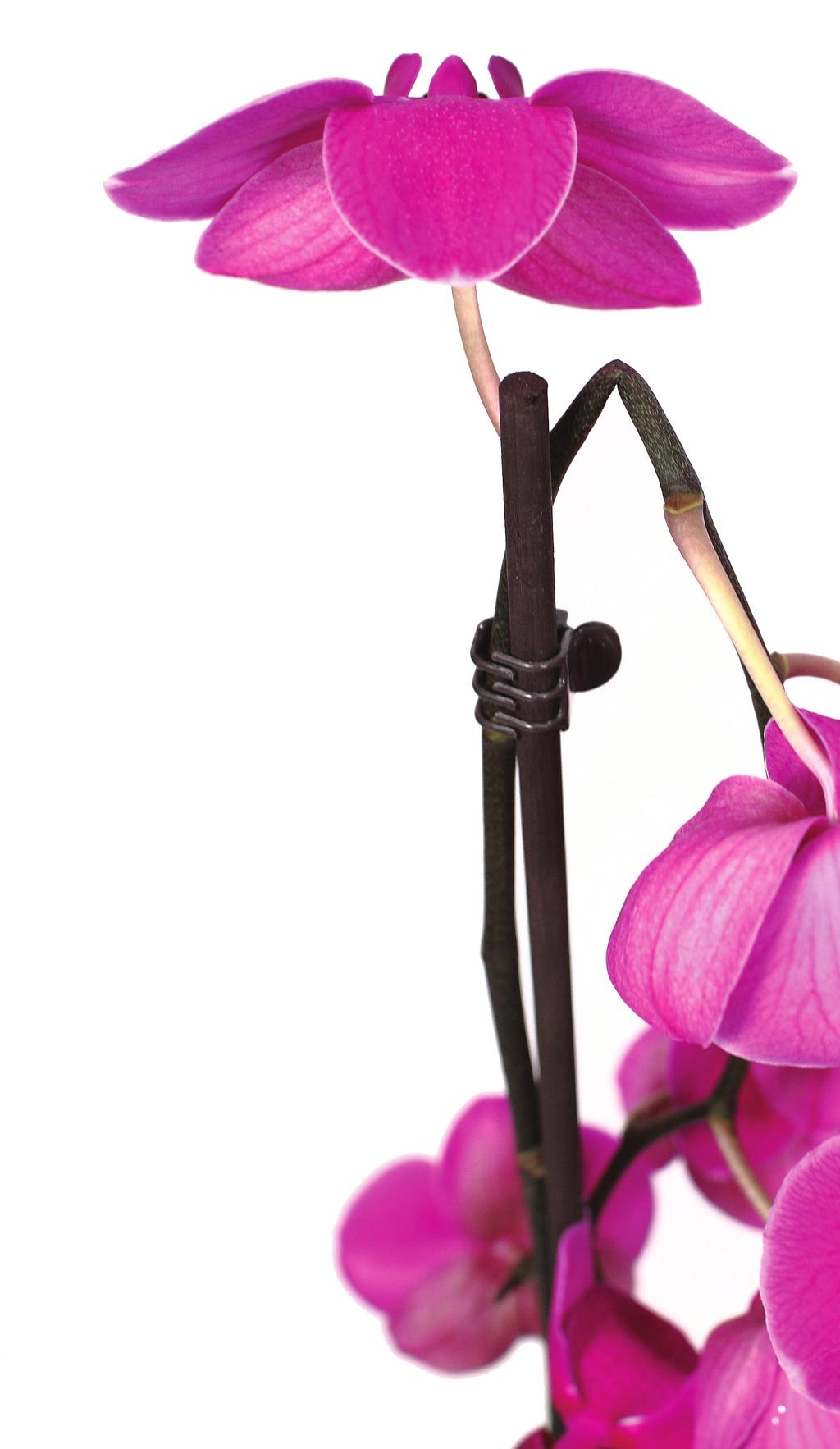 Instead, cut the orchid flower spike above where it has broken, and put it in a vase with water, like you would with any cut flower.
