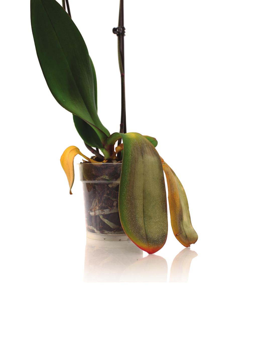 Leaves: Dark green leaves indicate that your orchid is not getting enough light. Move the plant to a brighter room, but avoid direct light.