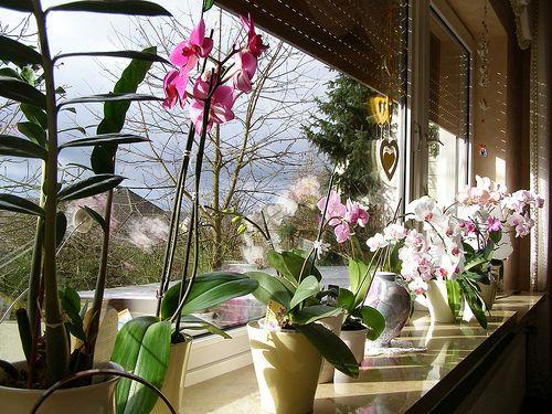 INDOORS ON WINDOWSILLS OR UNDER LIGHTS Winter preparations for indoor orchids are mostly the same as for those in greenhouses, with a couple of notable differences.