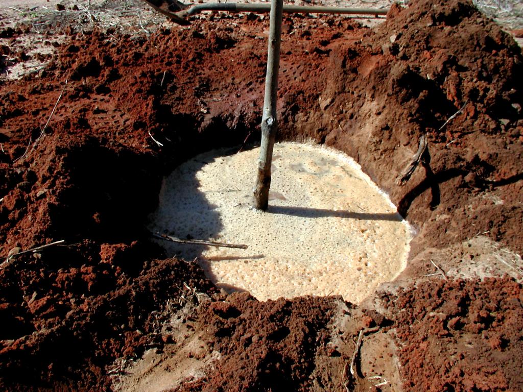 After the tree is set at the appropriate depth, begin filling the hole with water. After the hole is ½-¾ full of water, begin pushing dirt into the hole while the water continues to run.