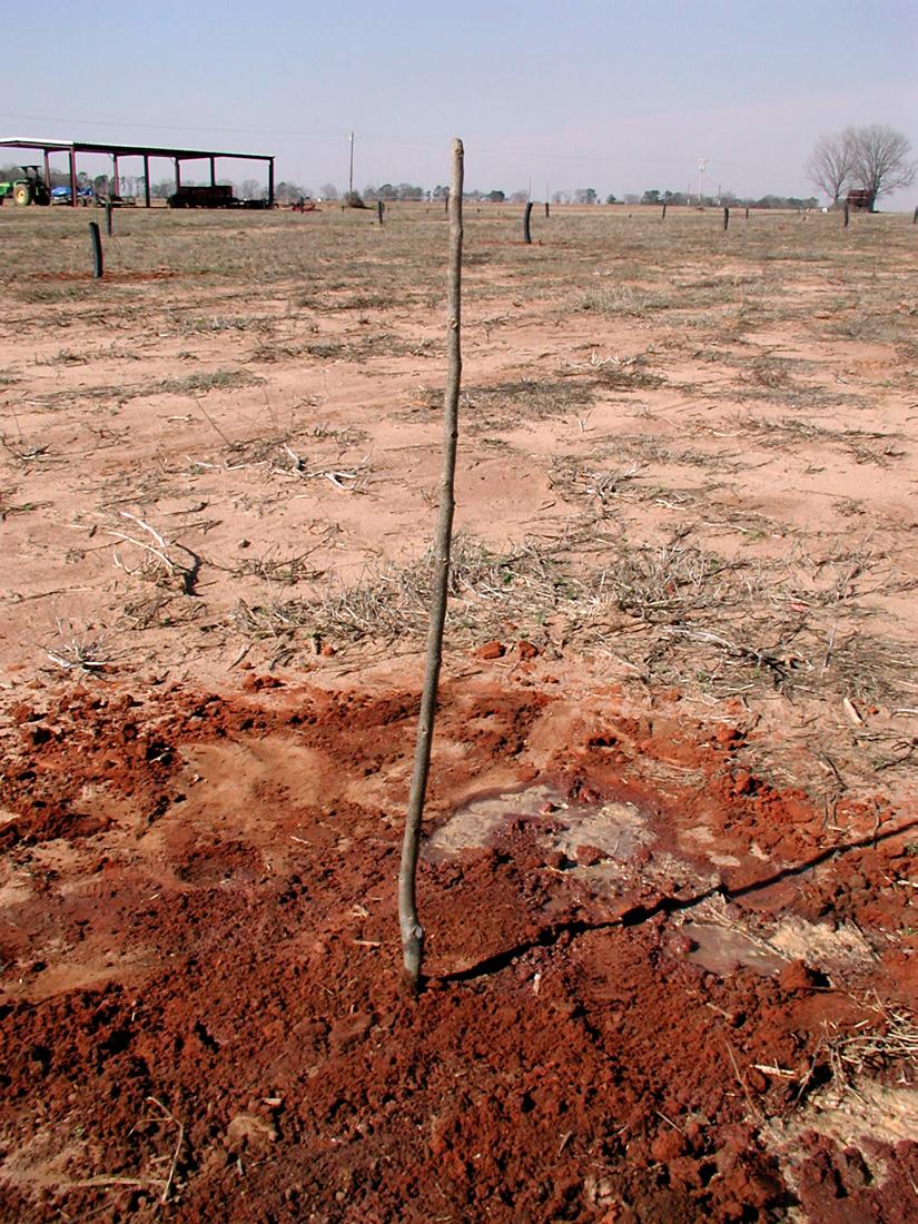 Level the soil around the tree but do not pack the soil down around the tree (Figure 5).
