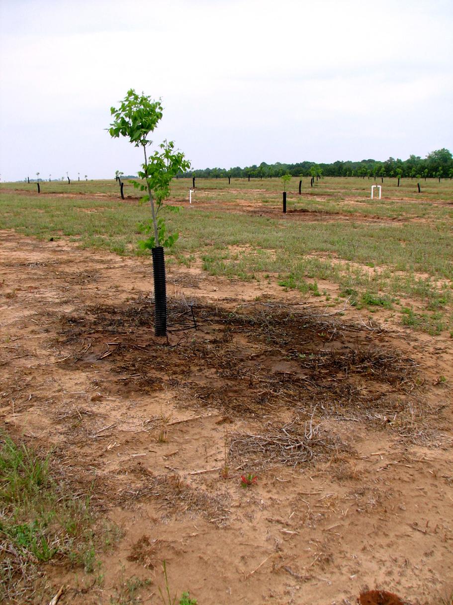 Drip and micro-irrigation sprinklers are probably the most efficient means of supplying moisture to the young pecan roots, which occupy a smaller volume of soil relative to those of a mature tree.