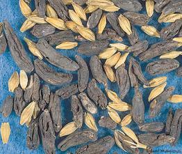 seeds and other potentially contaminated, lowdensity material Seed treatment Reduces contamination / impact of seedborne pathogens Germination tests Detect seed lots of questionable vigor Examples -