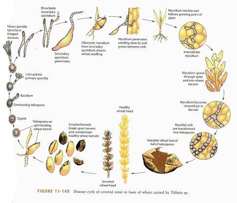 Sclerotinia sclerotiorum Seed contamination saprophytism and systemic infection Fusarium oxysporum Seed contamination by structures from organ- specific seed infection followed by an extramatrical