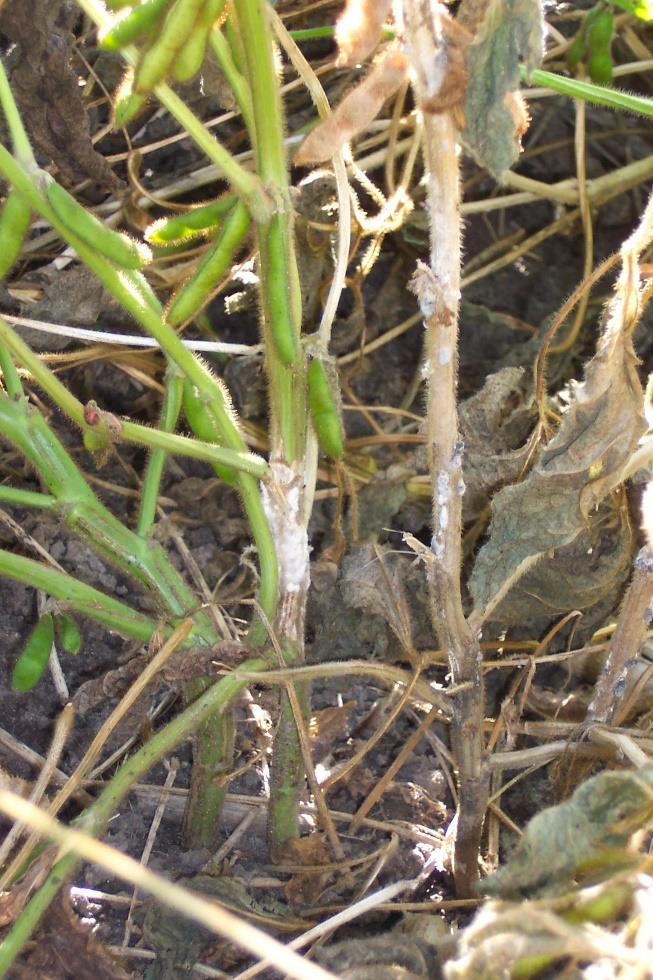 Soil borne fungal pathogen Survives as sclerotia White