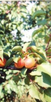 . Influence of foliar and groundd fertilization on yield, fruit quality, and soil, leaf, and fruit mineral nutrients in apple, Journal of Plant Nutrition, Vol.