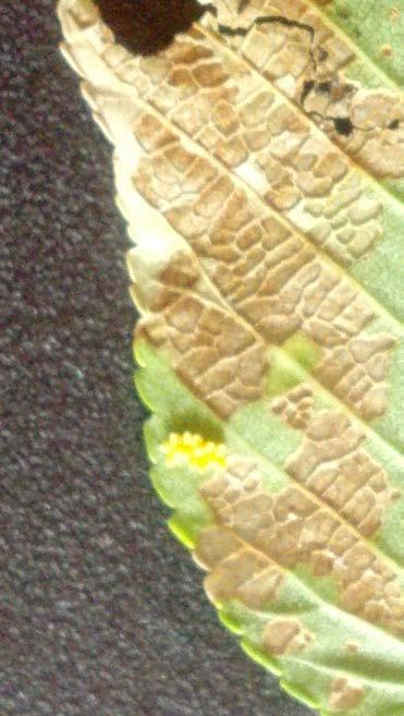 The problem is the leaves have been skeletonized by the larvae of the beetles.