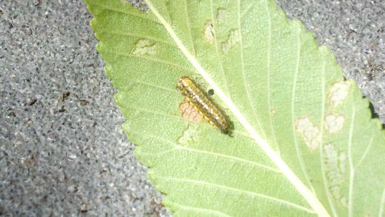 If you feel your trees cannot survive the extent of the beetle infestation, there are insecticides available to spray on leaves, to band the trunk or to use systemically.