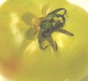 Critical Issues for the Tomato Industry: Preventing a Rapid Postharvest Breakdown of the... 2 disperses the pathogens to wounds.