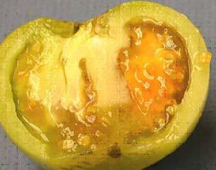 Critical Issues for the Tomato Industry: Preventing a Rapid Postharvest Breakdown of the... 3 Warm moist conditions favor disease development (optimum = 86 F). Figure 3.