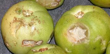 Bartz Sour Rot Pathogens (Sour Rot) Include certain Geotrichum species as well as bacteria that produce lactic acid.