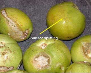 Green tomatoes have been described as resistant to sour rot except if weakened by chilling injury. With exposure to air, sour rot lesions on tender green fruit (Fig. 7) often become arrested (Fig. 8).