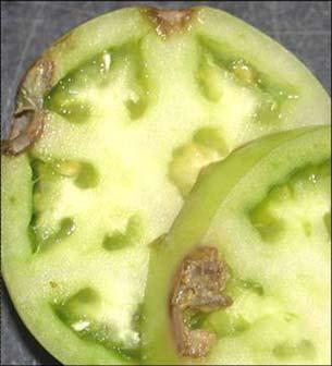 This will lead to the spread of decay pathogens among the fruit. Figs. 9 & 10 illustrate that wet stem scars rapidly internalize decay pathogens that contact the scar surface.