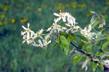 Autumn Brilliance Serviceberry Amelanchier x grandiflora (Autumn Brilliance) Leaf Fall General Attributes Type Height 20-25 Feet Spread 15-15 Feet Form Rounded or Rounded Utility Lines Compatible