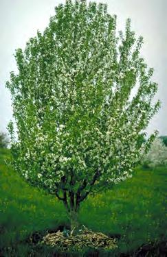 Spring Snow Crabapple Malus (Spring Snow) Flower Mature General Attributes Type Deciduous Tree Height 25-30 Feet Spread 15-15 Feet Form Rounded Utility Lines Compatible Growth Rate Life