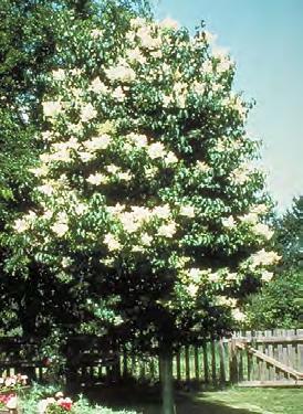 Ivory Silk Lilac Syringa reticulata (Ivory Silk) Flower Mature General Attributes Type Deciduous Tree Height 25-25 Feet Spread 15-20 Feet Form Rounded Utility Lines Compatible Growth Rate Life