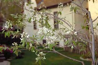 Autumn Brilliance Serviceberry Amelanchier x grandiflora (Autumn Brilliance) Planting Ease Spring Bareroot Fall Bareroot Spring Container Fall Container Spring Seed Fall Seed Difficult Maintenance