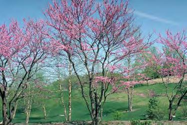Redbud Cercis canadensis Mature Leaf General Attributes Type Deciduous Tree Height 20-35 Feet Spread 20-35 Feet Form Globular Utility Lines Compatible Growth Rate Slow Life Expectancy USDA Zone 4-9