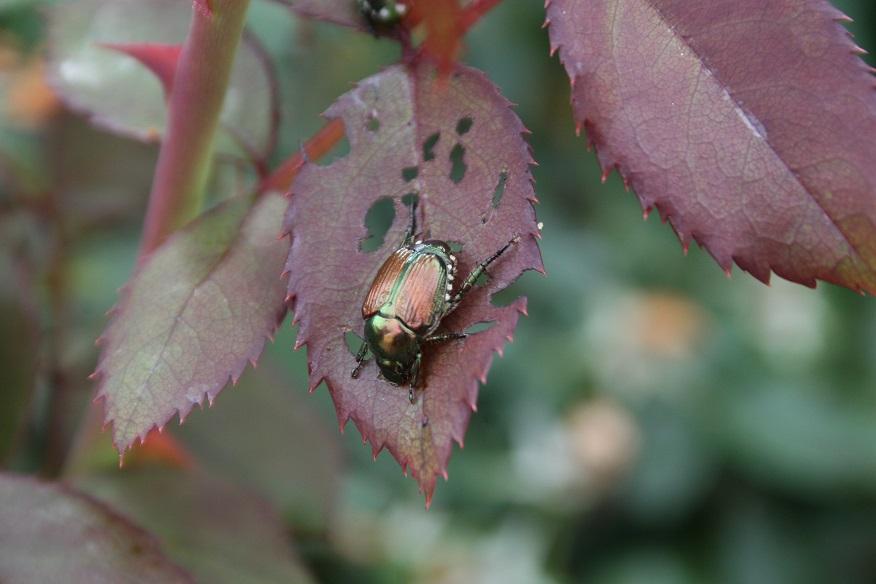 Japanese beetle adults are out in full-force in certain regions of Kansas feeding on different plant species, but especially roses (Rosa spp.).