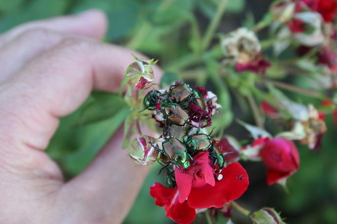 Adults chew holes in flower buds; Figure 4. Japanese beetle adults aggregating on rose flower (Author-Raymond Cloyd, KSU) Figure 3.