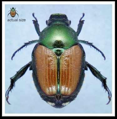 APPEARANCE Adult 10 mm long, 6 mm wide, metallic green, oval-shaped body with bronzed outer